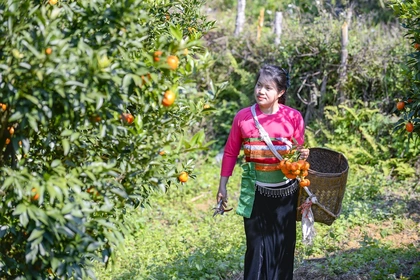 Hái “quả ngọt” từ đất dốc Cao Sơn